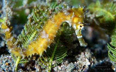 Philippines 2023 - Anilao - DSC06509 Spiny seahorse  Hippocampe herisse  Hippocampus histrix